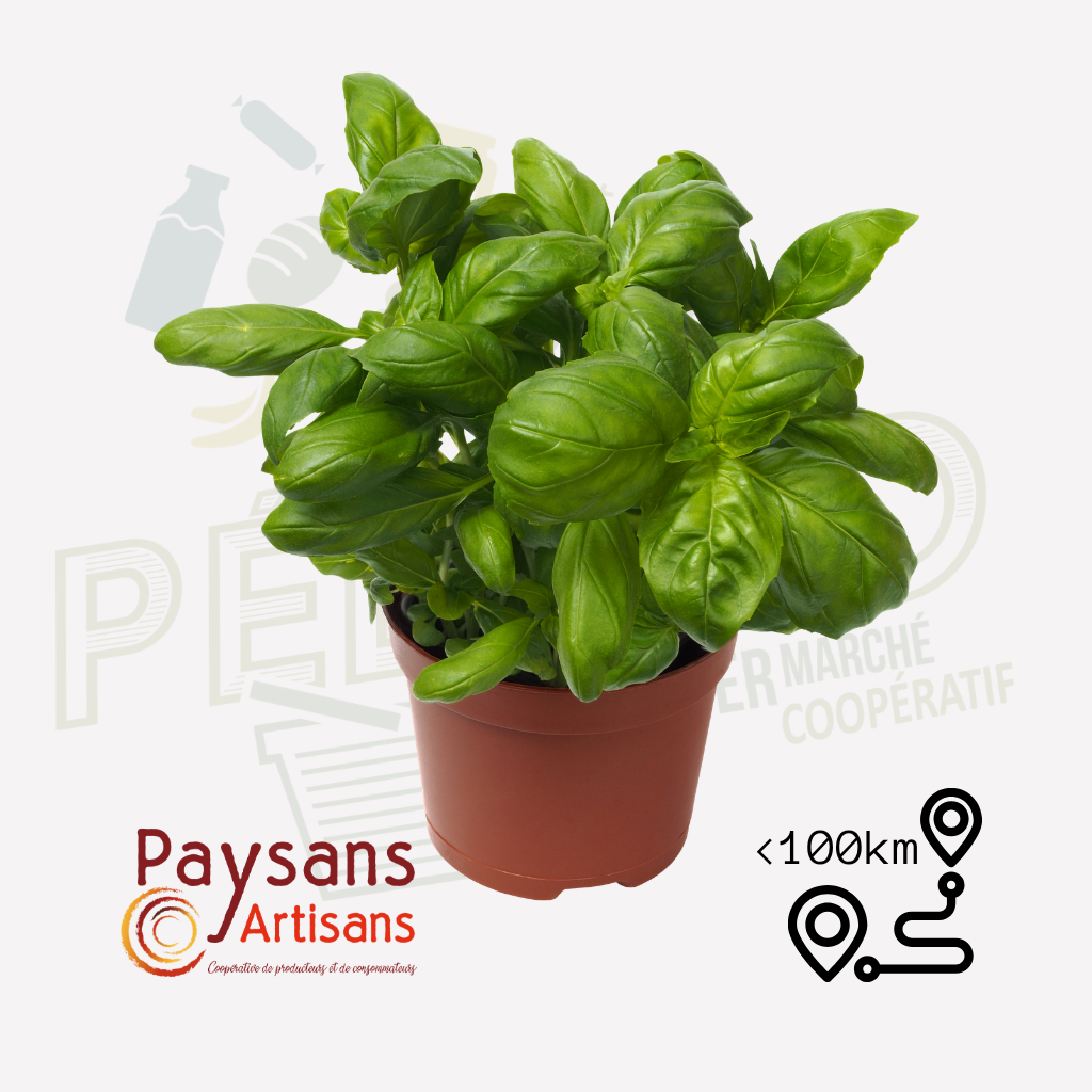 Basilic vert - en pot