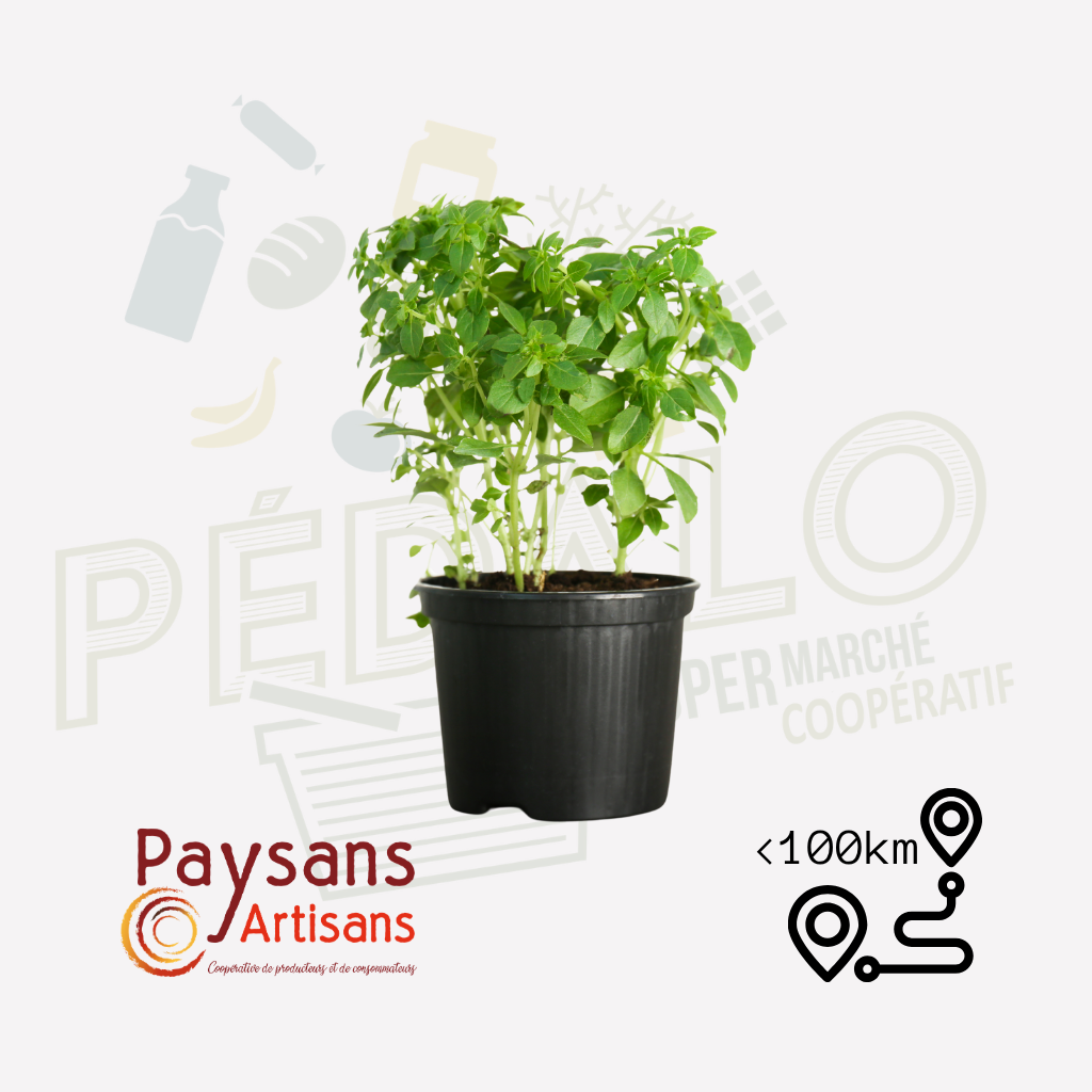 Origan  - en pot de 1,5l