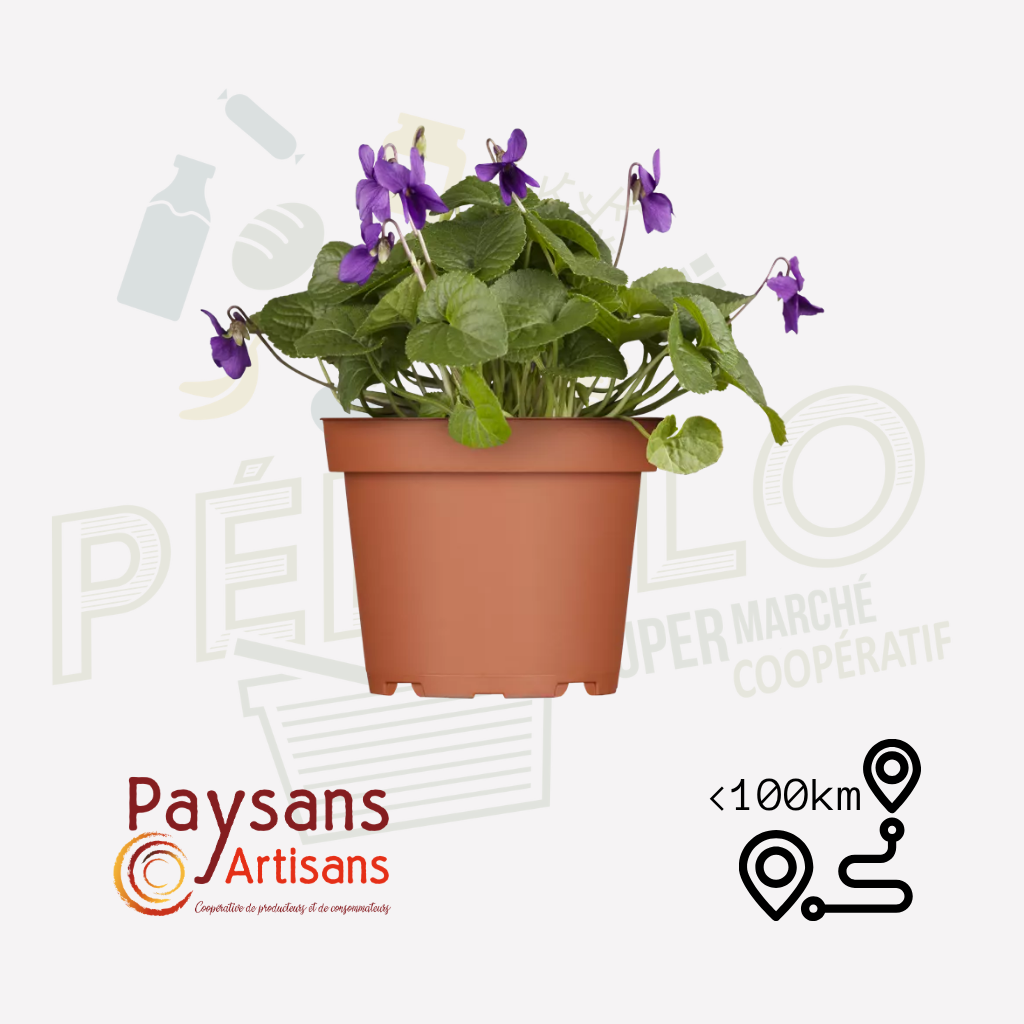 Violette odorante bleue - en pot de 1,5l
