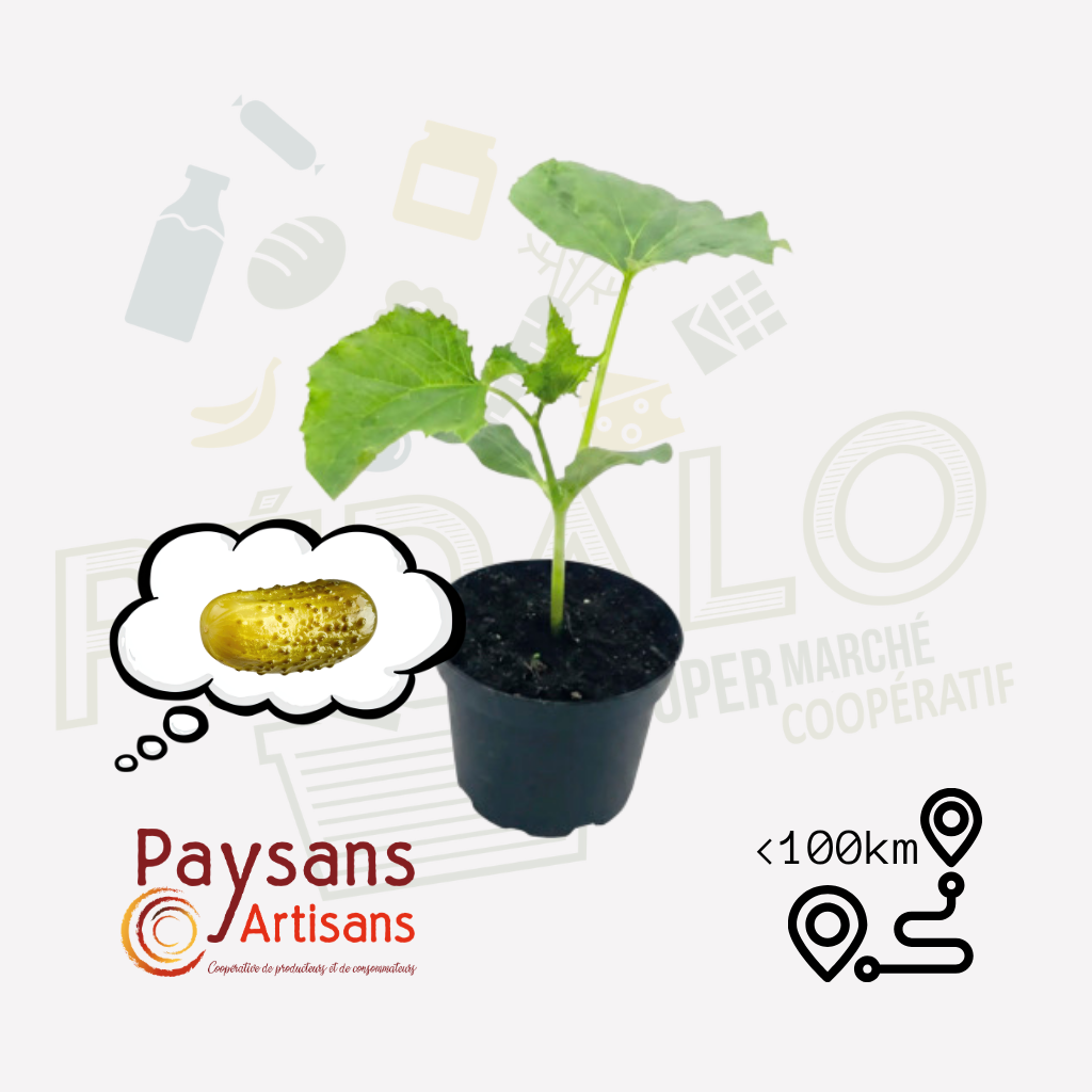 Plant - Cornichon Petit