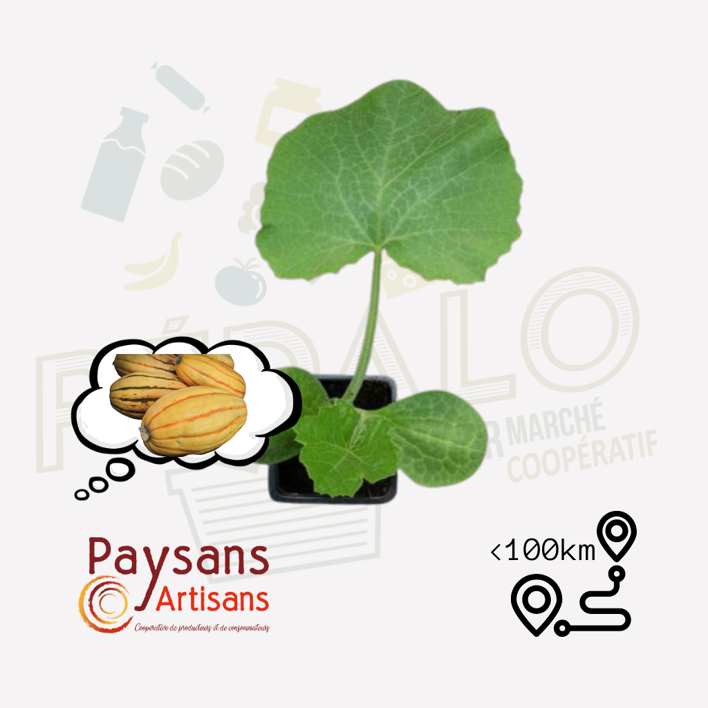 Plant - Courge délicata