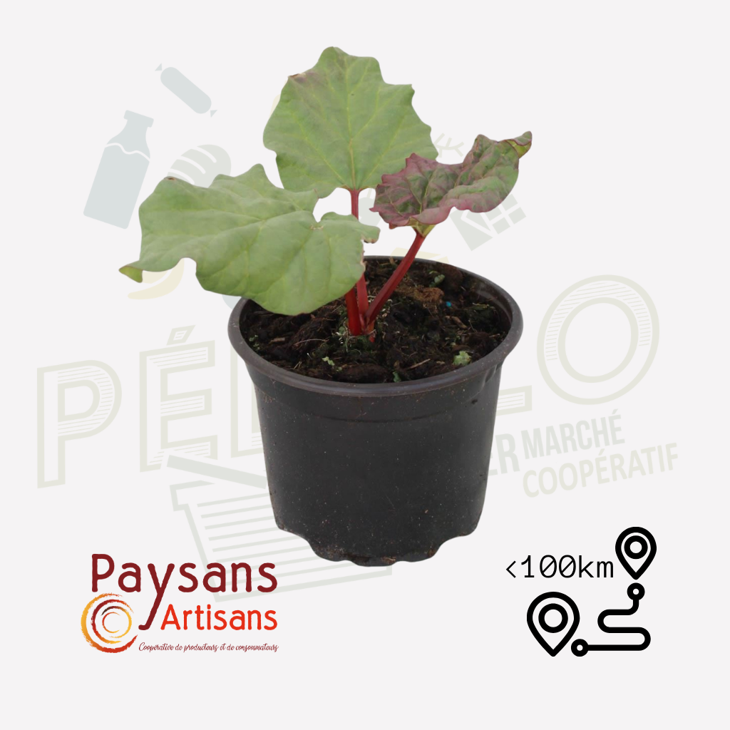 Plant - Rhubarbe - 1.5L