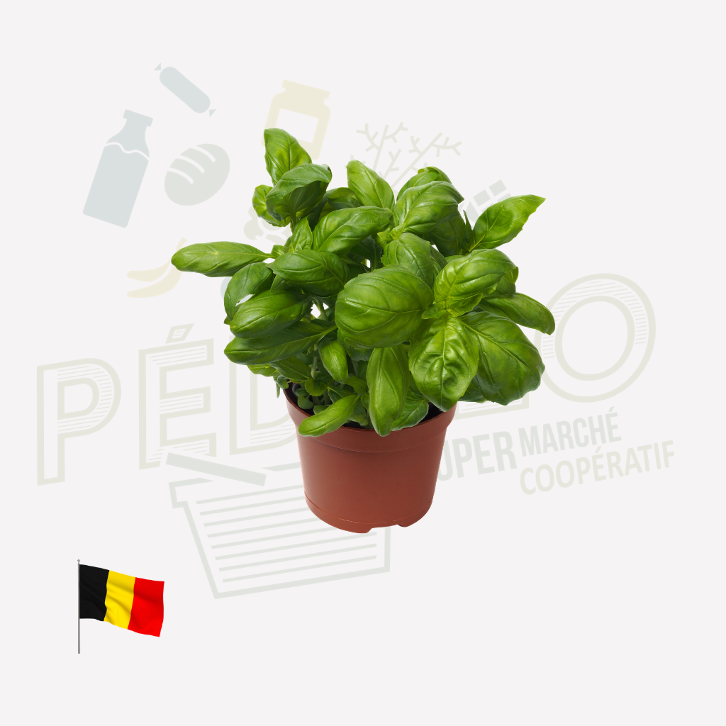 Basilic vert en pot Bio BE DLB
