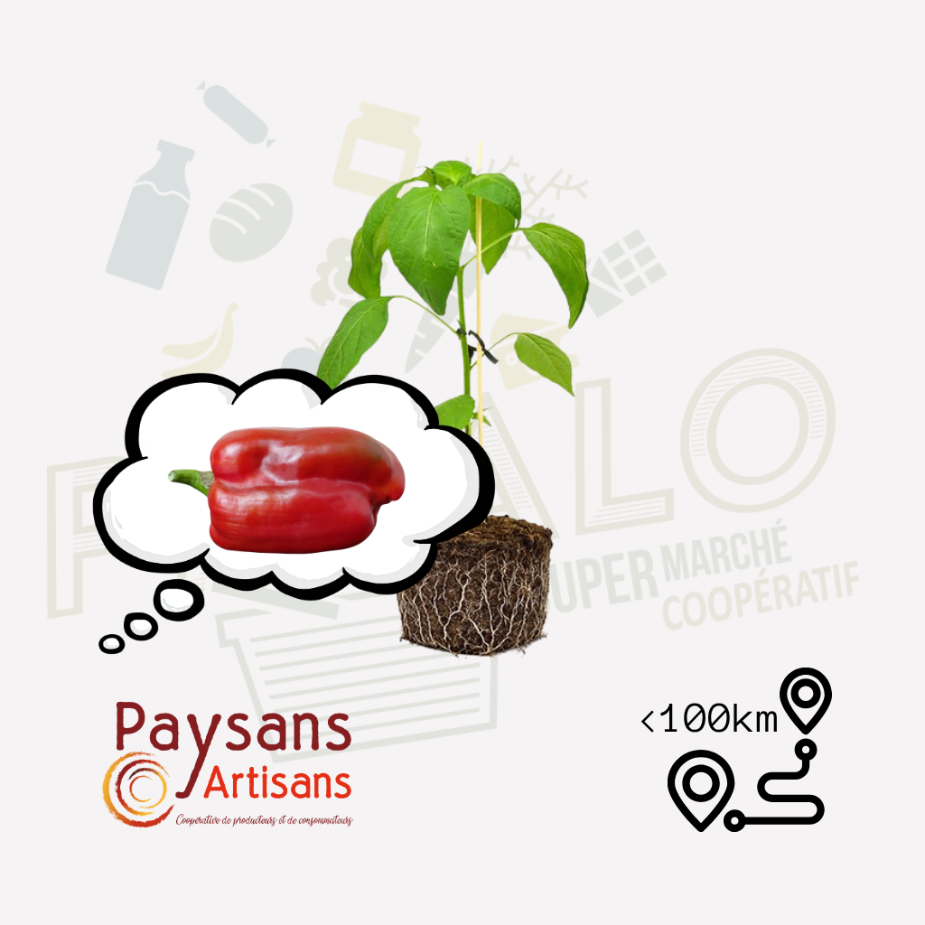 Plant - Poivron doux Yolo Wonder