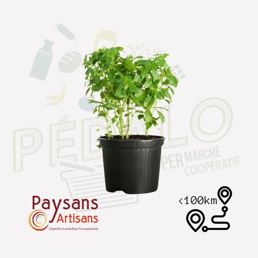 Origan  - en pot de 1,5l