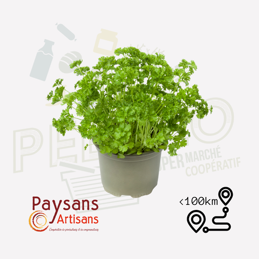 Persil plat - en pot de 9cm