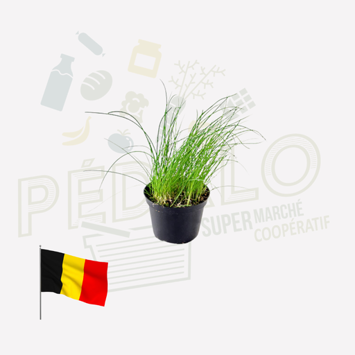 Ciboulette - en pot