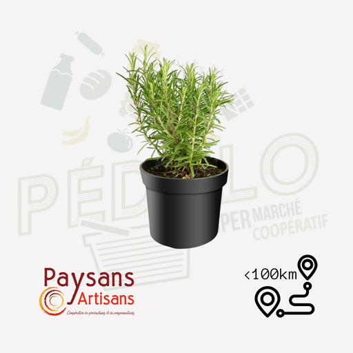 Romarin vivace en pot