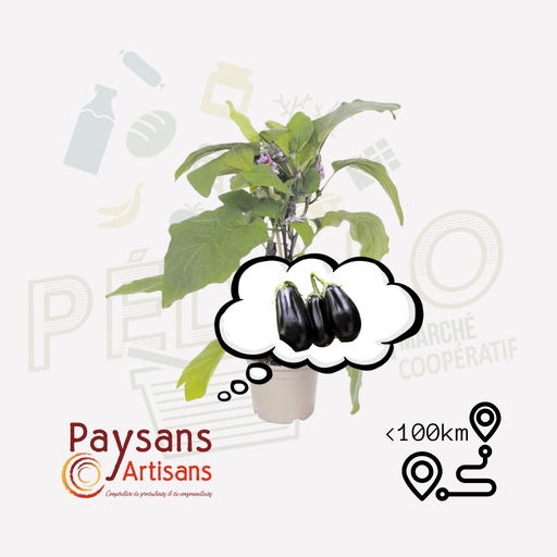 Plant - Aubergine Black Pearl