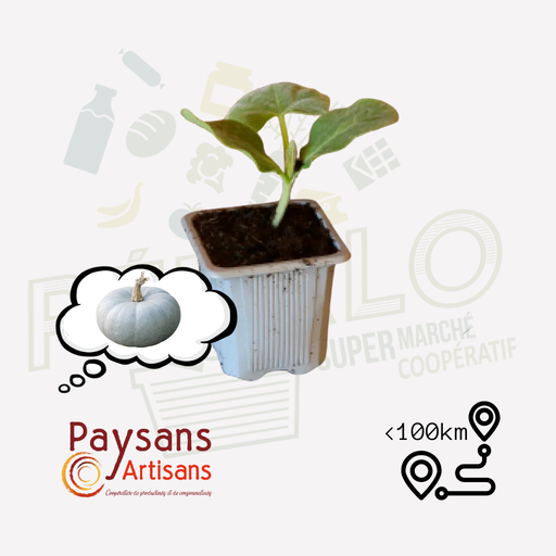 Plant - Potiron Bleu de Hongrie