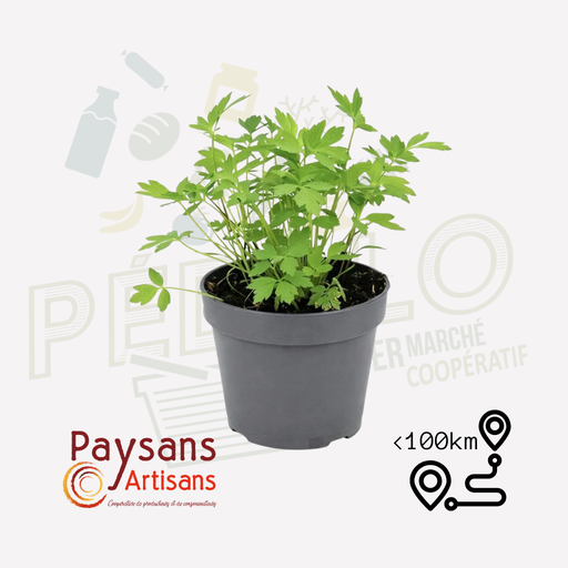 Pimprenelle - en pot de 1.5 L