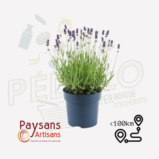Lavande - en pot de 1,5l