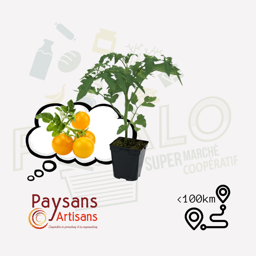 Plant - Tomate cerise jaune