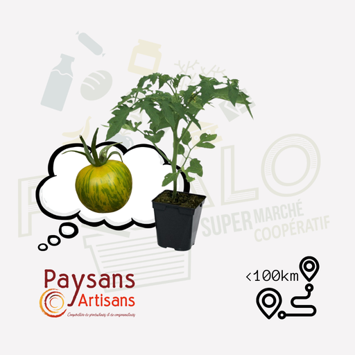 Plant - Tomate Green Zebra