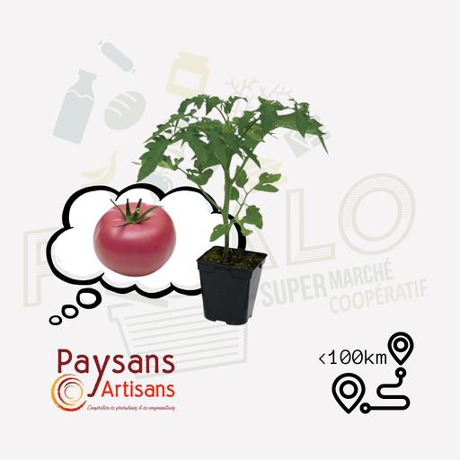 Plant - Tomate Rose de Berne