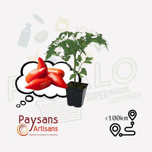 Plant - Tomate Cornue des Andes